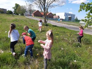 Uczniowie chodzą po trawniku i zbieraja dmuchawce. W tle widać budynek szkoły.