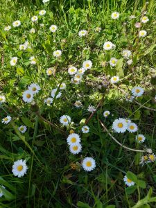 Zdjęcie przedstawia kwiatki rumianku rosnące posród trawy.