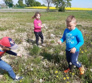 Uczniowie zbierają na łące dmuchawce. W tlke widać drzewo a za nim pole rzepaku.