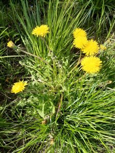 Zdjecie zółtych kwiatów mlecza.