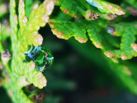 Zwycięskie zdjęcie w szkolnym konkursie fotograficznym. Przedstawia młodą gałązkę cyprysu, na której uchwycono kroplę porannej rosy.