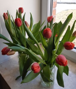 Zdjęcie czerwonych tulipanów stojących w dwóch słoikach na parapecie okna.