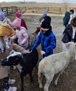 Uczniowie stoją w zagrodzie na świerzym powietrzu. Między dziećmi chodzą trzy kozy. Dwoje dzieci będących na pierwszym planie głaszcze jedną z nich.