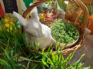 Zdjęcie wielkanocnego stroika. W koszyku stojącym wśród małych doniczek z zieloną trawą umieszczono pluszowego zajączka i doniczkę z rosnącą rzeżuchą.