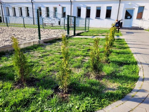 Zdjęcie drzewek iglastych zasadzonych w rzędzie na trawniku przed budynkiem szkoły.