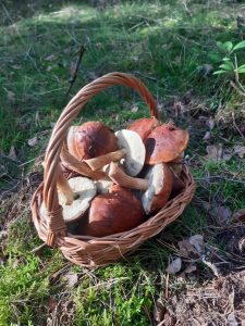 Zdjęcie ustawionego na trawie wiklinowego koszyka wypełnionego grzybami.