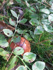 Zdjęcie grzyba rosnącego w traiwe i zakrytego listkami.