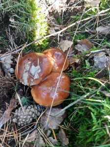 Zdjęcie trzech grzybów rosnących w trawie, otoczonych igliwiem i szyszkami.