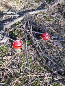 Zdjęcie dwóch czerwonych muchomorków z białymi kropeczkami ukrytych pod suchymi gałązkami.