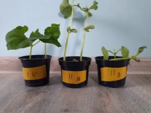 N drewnianym blacie stoją trzy czarne doniczki z żółtymi naklejkami i podpisami od lewej strony I k, II B, III B. W doniczkach rosną roślinki. Ta w środkowej jest największa.