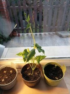 Zdjęcie trzech doniczek wypełnionych ziemią, stojących na parapecie okiennym. W doniczce środkowej rośnie roślina.