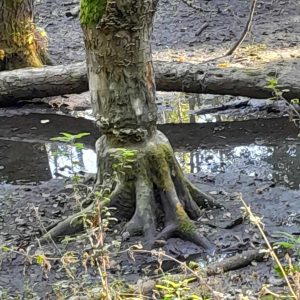 Zdjęcie pnia drzewa przypominającego twarz.