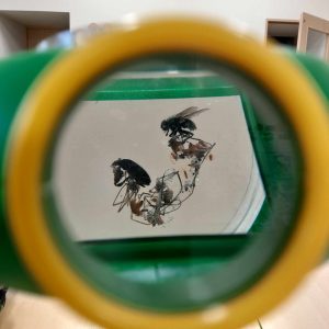 Widok z urządzenia powiększającego używanego przez uczniów. Urządzenie powiększa dwa owady z odnóżami i drobnymi listkami wokoło.