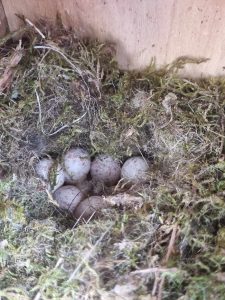 Zdjęcia jej ptaków przykryte mchem.