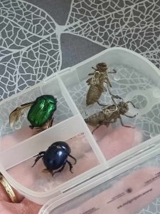 Zdjęcie kolorowych chrabąszczy umieszczonych w pudełku.