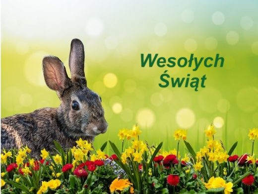 Na jasnozielonym tle zdjęcie króliczka siedzącego wśród żółtych i czerwonych kwiatów. Na zielonym tle napis: "Wesołych Świąt".
