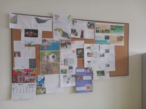 Zdjęcie przyczepionych do tablicy projektów uczniów. Projekty zawierają opis i zdjęcia zwierząt.