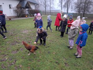 Uczniowie oddziału przedszkolnego chodzą po trawniku przed białym budynkiem. Na Pierwszym planie widoczny jest uczeń który pochyla się z wyciągniętą przed sobą dłonią w kierunku chodzącego przed nim koguta.