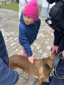 Dziewczynka w różowej czapce głaszcze policyjnego psa podczas pokazu. Na placu szkolnym funkcjonariusz prezentuje psa służbowego.