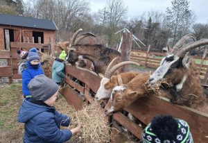 Grupa dzieci podaje siano kozom w zagrodzie, obserwując zwierzęta podczas karmienia.