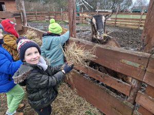 Dzieci karmią kozę sianem przez drewniane ogrodzenie na terenie zagrody edukacyjnej.