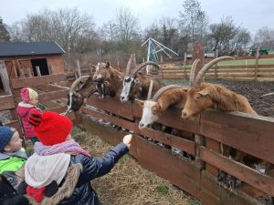 Dziecko podaje kromkę chleba kozie przez ogrodzenie w zagrodzie edukacyjnej.