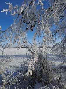 Gałęzie drzewa pokryte szronem zwisają nad zaśnieżonym polem; w tle widoczne krzewy i jasne, niebieskie niebo.