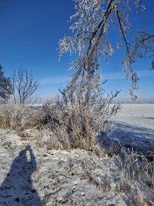 Krzewy i gałęzie drzew pokryte szronem rosną przy zaśnieżonym polu; na pierwszym planie widoczny cień osoby fotografującej.