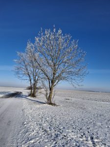 Dwa drzewa bez liści, pokryte szronem, rosną przy zaśnieżonej drodze biegnącej przez otwarte pole.