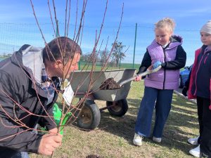 Dziewczynka przenosi ziemię łopatą do dołka, a dorosły stabilizuje sadzonkę drzewa.