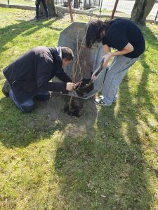 Dorosły i uczeń wspólnie wsypują ziemię do dołka wokół sadzonki drzewa przy użyciu łopaty i taczki.