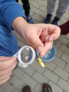 Dziecko oglądające przez lupę znaleziony fragment rośliny podczas jesiennych obserwacji.