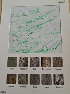 Karta pracy z zielonym odciskiem faktury kory drzewa oraz fotografiami kory dziesięciu gatunków drzew, m.in. klonu, dębu, sosny i brzozy.