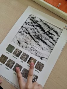 Zbliżenie na kartę pracy z czarnym odciskiem kory drzewa. Dziecko wskazuje palcami fotografie różnych rodzajów kory, porównując je z wykonanym odbiciem.